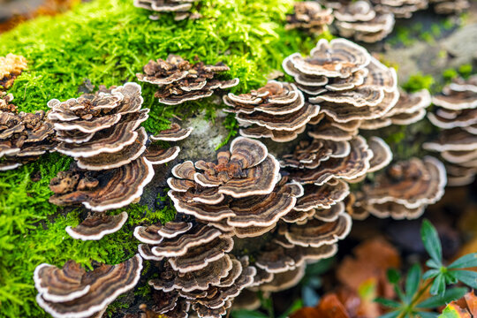 Turkey Tail Mushrooms on Moss in Autumn Forest