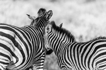 Fototapeta premium Bond Beyond Stripes: Mother and Baby Zebra Moment
