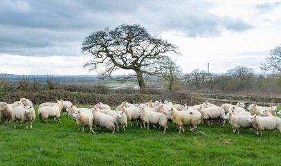 Fototapeta premium Flock of sheep in a field in winter, Buckinghamshire, UK