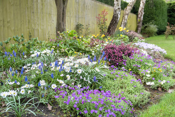 Spring flowering plants in a garden flowerbed, UK