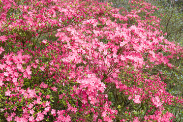 Fototapeta premium Pink rhododendron flowers on a plant in Ambleside, Lake District, UK