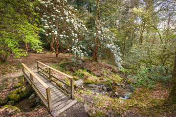 Skelghyll Wood near Ambleside, Lake District, UK