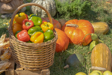 Red, yellow and green peppers in a wicker basket against a background of pumpkins and gourds. Harvest festival