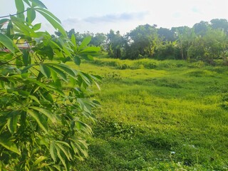 Obraz premium Cassava trees with a green grassland in the background during the day