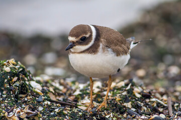 Sieweczka obrożna, lądowiec, ringed plover (Charadrius hiaticula) 