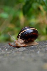snail and cherry stem
