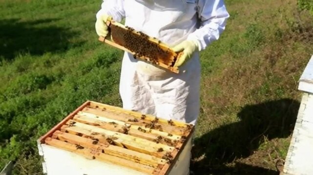 videos of honey bees looking for honey, harvesting honey, honey bees in flowers, pure honey