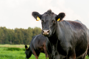 Black angus cow on autumn day standing in grass another cow behind it grazing