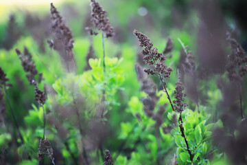 Fototapeta premium Spring green grass. Calm quiet scene green grass landscape.