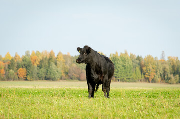 Black angus heifer cowl standing in paddock on sunny autumn day