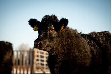 Black angus heifer calf portrait on sunny winter day