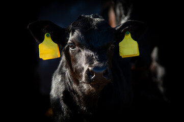 Black angus newborn calf portrait © Mariliis