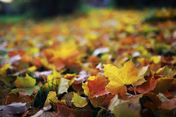 Beautiful autumn park. Russian North. Autumn trees and leaves. Autumn Landscape.Park in Autumn. Forest in Autumn.