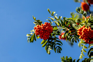 Rowan branch in close-up against blue sky