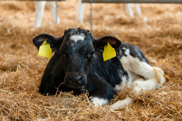 Holstein Friesian dairy calves lie in the straw in barn