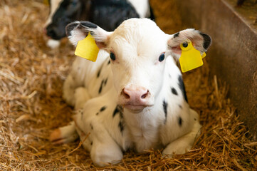 Holstein Friesian dairy calves lie in the straw in barn