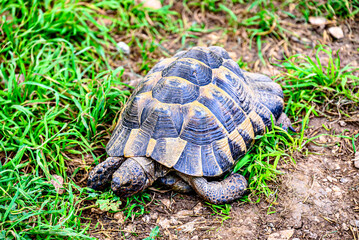 Image of a turtle in a wildlife center Solsones, province of Lerida