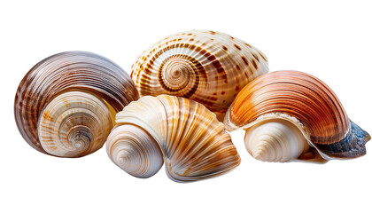 Collection of Sea Snail Shells on White Background
