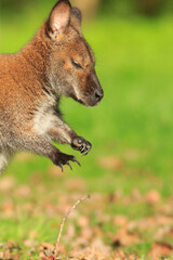 wallaby