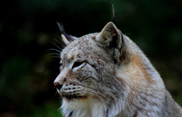 Fototapeta premium lynx