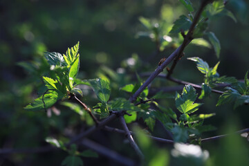 Summer landscape, lush green vegetation and nature.