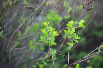 Summer landscape, lush green vegetation and nature.