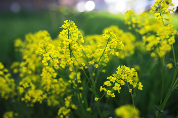 Obraz premium Summer landscape, lush green vegetation and nature.