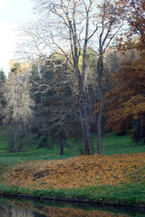 Obraz premium tree with yellow autumn leaves fallen to the ground on the river bank