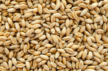 Whole wheat grain texture background. Whole triticale grain texture background. Food ingredient. Background of dry wheat and triticale grain, top view.