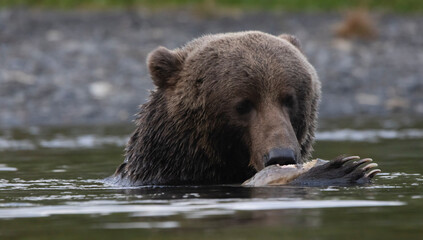 brown bear in water