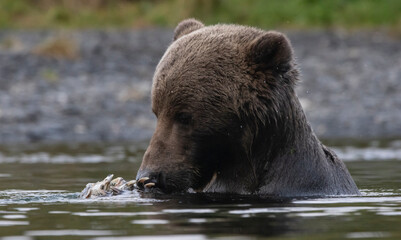 brown bear in water