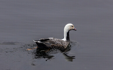 Emperor duck in the water