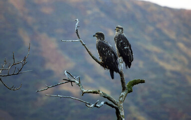 Juvenile bald eagles