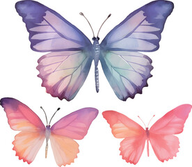 Obraz premium butterfly isolated on white