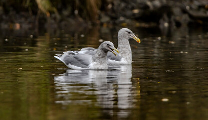 Obraz premium Herring gull