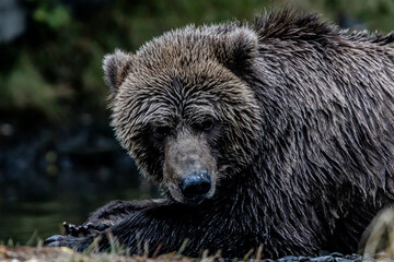 brown bear portrait