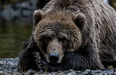 brown bear portrait