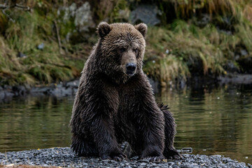 Obraz premium brown bear sitting