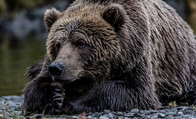 brown bear portrait