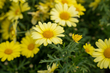 Yellow marguerite daisy (Argyranthemum frutescens)  flowers