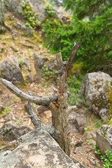  Karelia, Russia, July 10, 2024. Driftwood among rocks. 