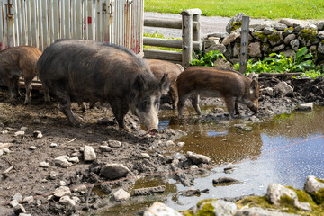 Female wild boar (Sus scrofa) with piglets in enclosure