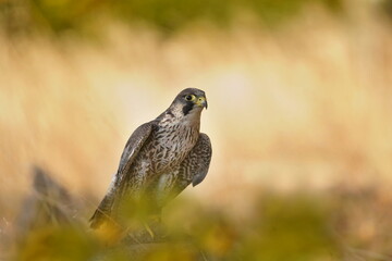 A peregrine falcon sits on rock.  Falco peregrinus in the nature habitat. nests in the national...