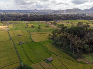 Aerial view of lush green rice paddies surrounded by hills.
