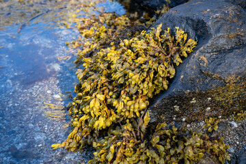 Fucus vesiculosus, bladder wrack or rockweed hanging from a wet rock