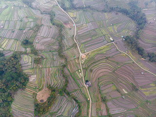 Aerial view of lush, tiered rice terraces in a rural landscape.