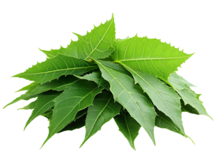 Medicinal neem leaves with extract isolated on transparent background