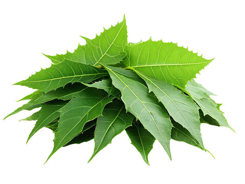 Medicinal neem leaves with extract isolated on transparent background - Powered by Adobe