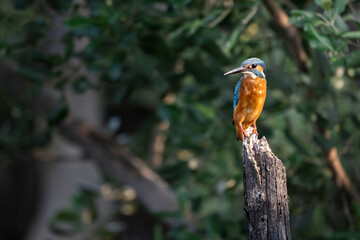 Common Kingfisher, River Kingfisher, perching on tree branch in forest park, this small kingfisher has blue upperparts, orange underparts and a long bill