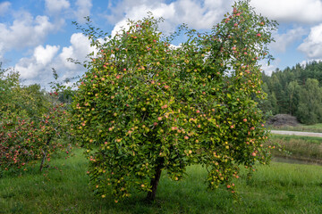 Apple tree with apples in garden